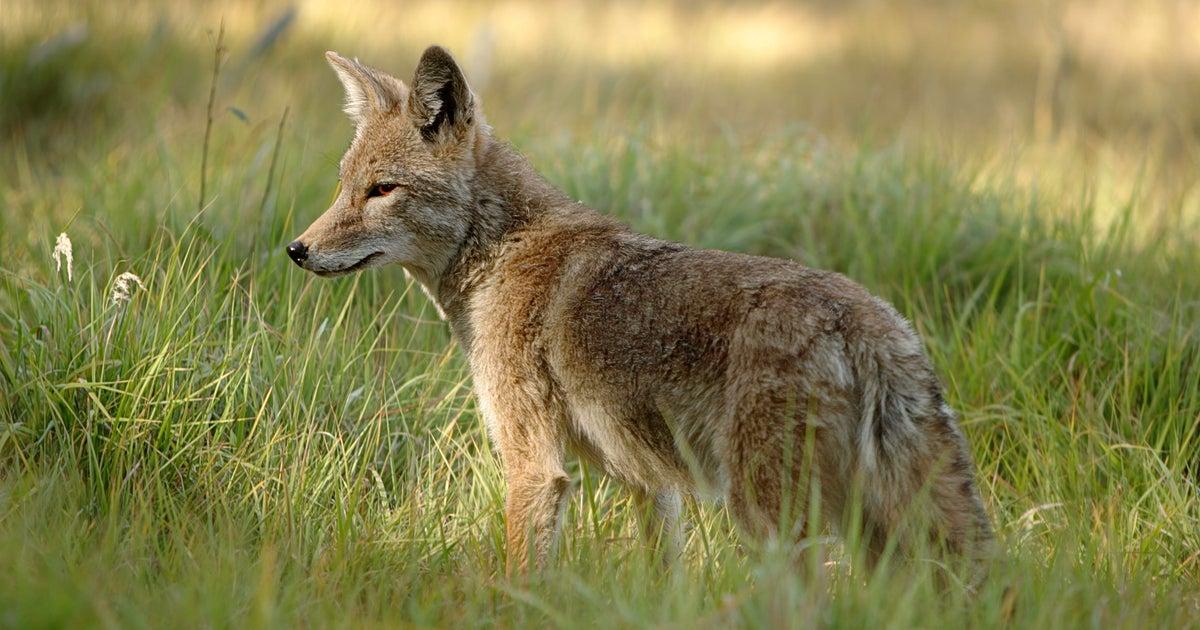 California’s Coyote Killing Ban Proposal Sparks Heated Debate