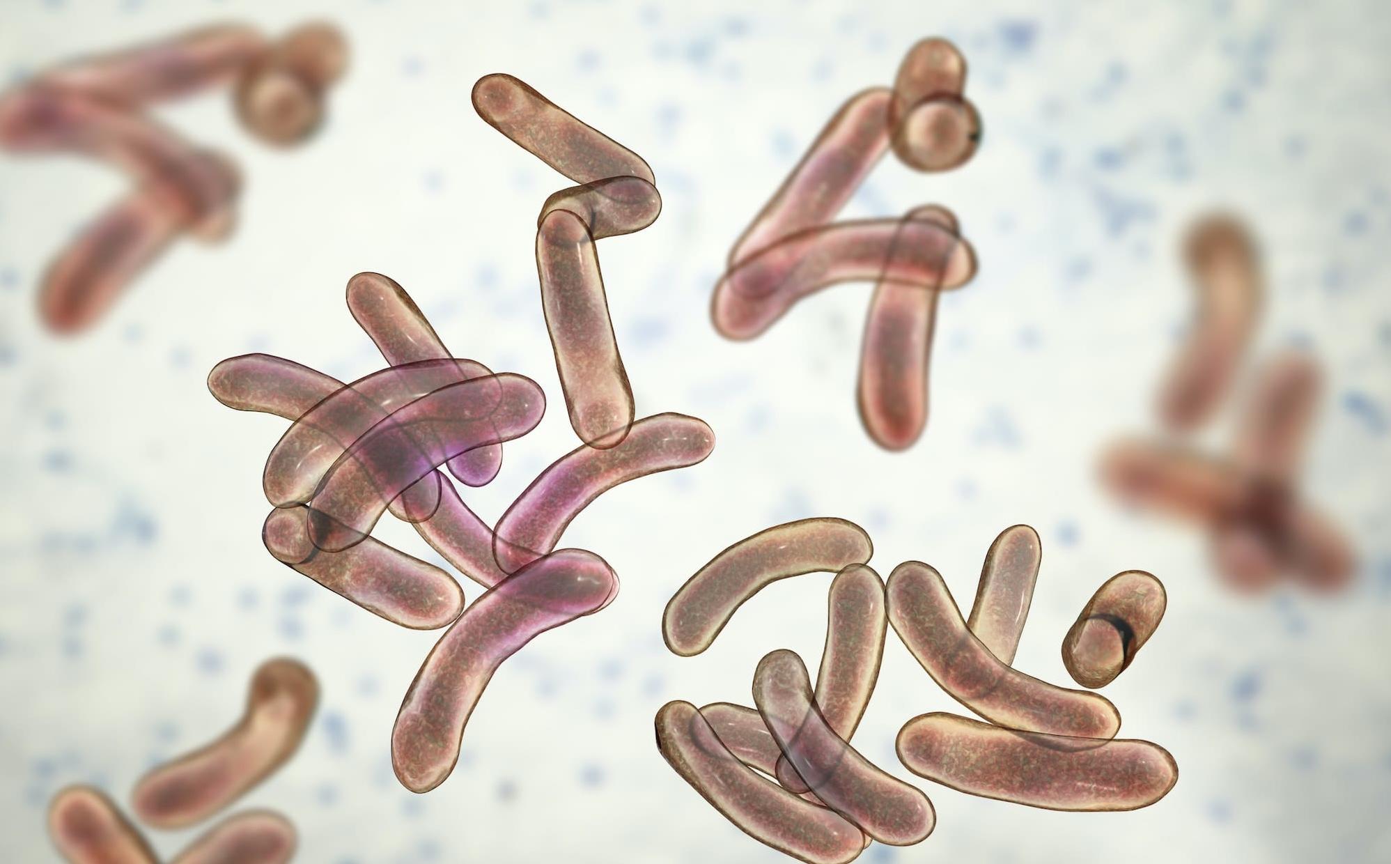 Cholera Outbreak in Niger Kills 12, Over 230 Hospitalised