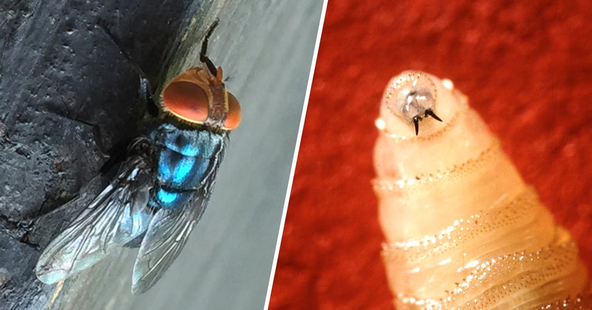 First U.S. Human Case of Travel-Linked Screwworm Confirmed by HHS