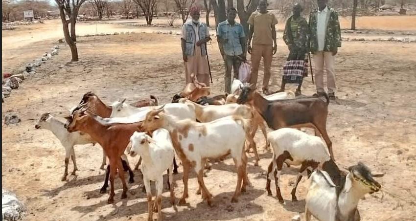 Police Recover 17 Stolen Goats in Marsabit Raid