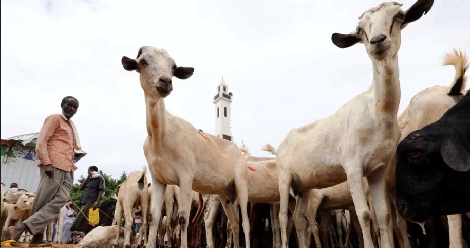 Somalia’s Livestock Exports Poised to Surpass Sh129 Billion in 2024